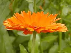 Calendula officinalis.jpg